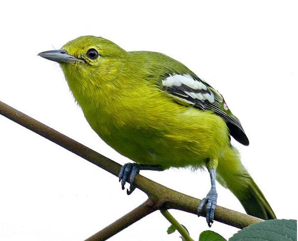 梅花仙子的传说