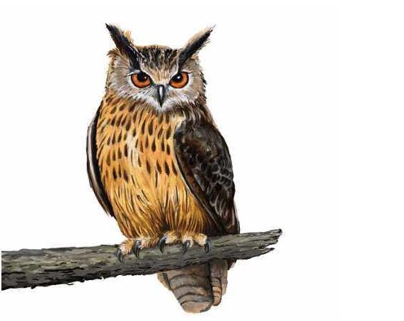 人面鸮：不怕夜猫子叫，就怕夜猫子笑