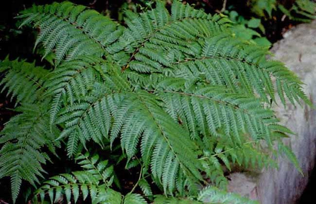 凤尾蕨的养殖办法 凤尾蕨的养殖办法