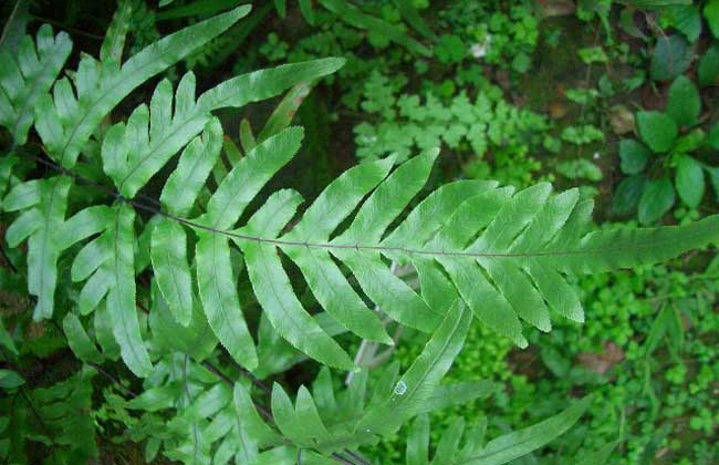 凤尾蕨的养殖办法 凤尾蕨的养殖办法