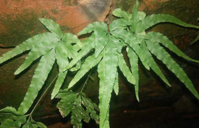 凤尾蕨的养殖办法 凤尾蕨的养殖办法