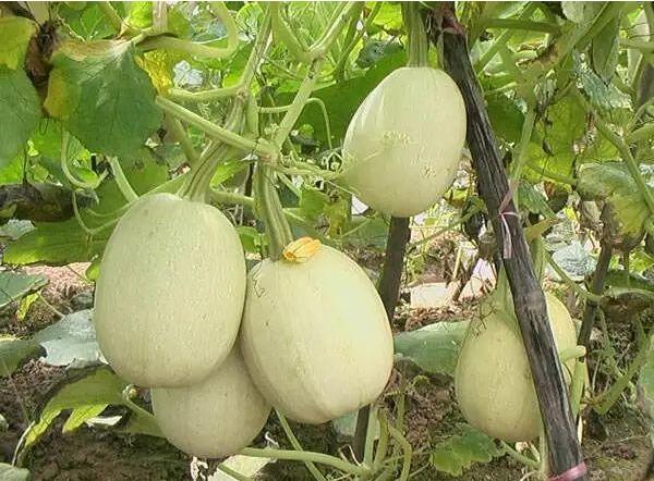 金丝瓜,搅丝瓜,鱼翅瓜