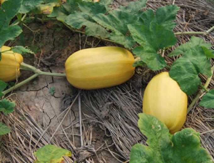 金丝瓜,搅丝瓜,鱼翅瓜