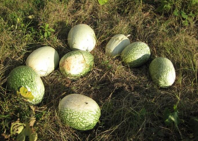 金丝瓜,搅丝瓜,鱼翅瓜