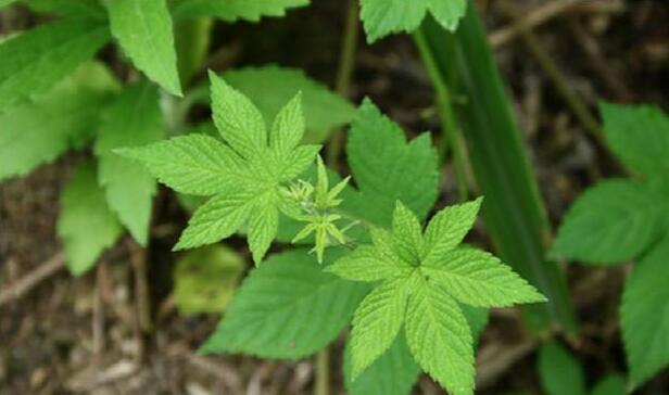 拉拉秧,一种农村人特别讨厌的野草 却是罕为人知的奇药“葎草”