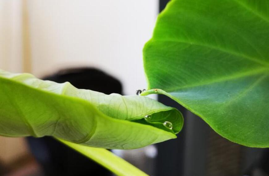 它就是传说中的无根水 芋叶露，通常用于极品茶的泡制