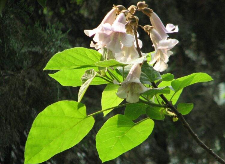 当初只道是寻常，原来竟然这么美！你知不知道，泡桐还是一味中药材