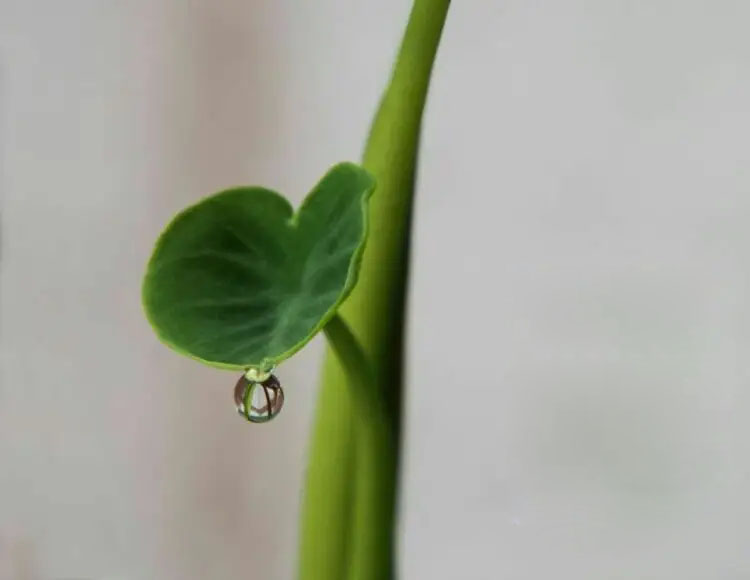 它就是传说中的无根水 芋叶露,通常用于极品茶的泡制