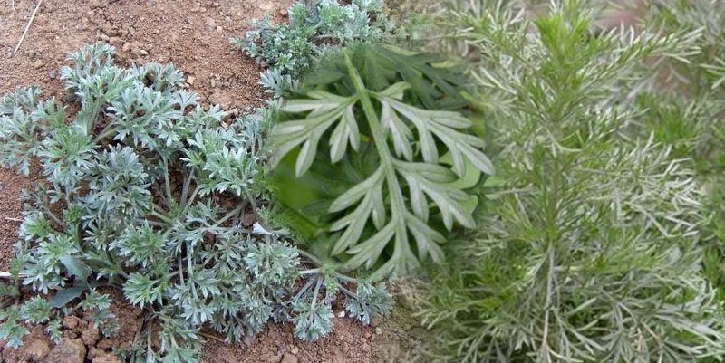 茵陈，黄蒿和米米蒿 抓住这几点就能分辨清楚