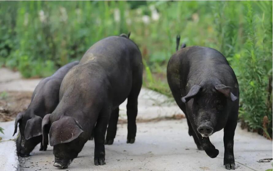 正在成为猪肉中的奢侈品牌项城黑猪与项城养猪状元