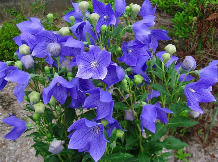 美的不像实力派：这个高颜值的花卉是清肺良药