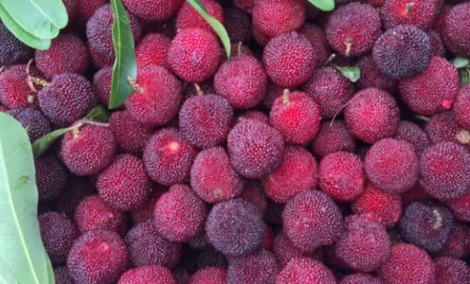 最酸的几种水果，脾胃不好的还是少吃为妙！