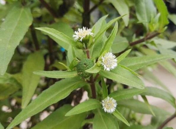 它是大豆田中的恶性杂草，却也是能使头发变黑的“还魂草”