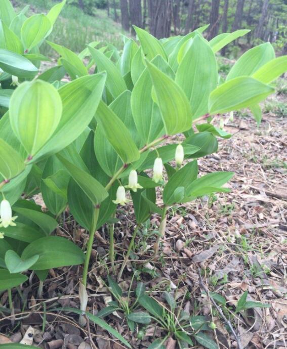 颜值高作用大，这植物你认识吗？黄精的传说
