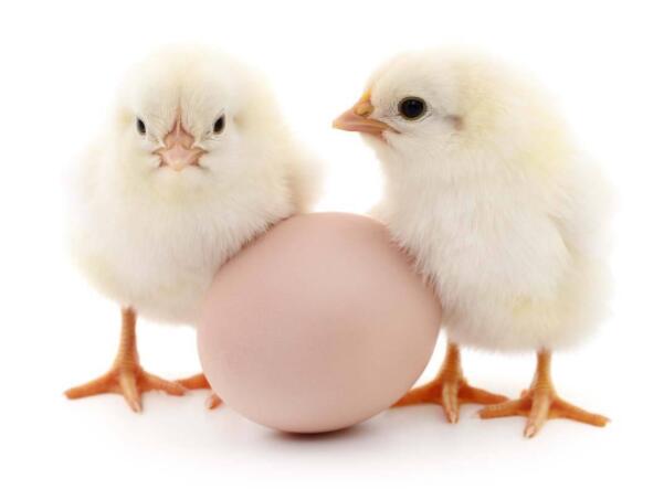 飞飞课堂:坏蛋的来历