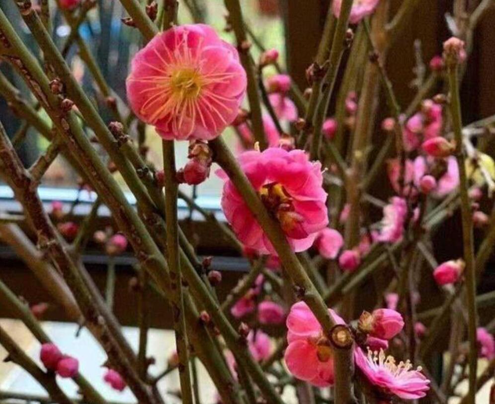 市场上最常见的就是干枝雪柳、干支梅