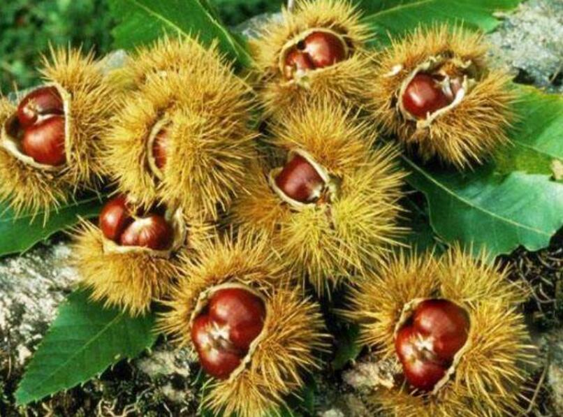 栗子：从“干果之王”到一个姓氏的起源