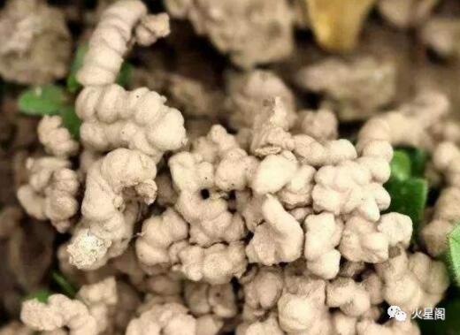 无毒无臭的有机花肥,蚯蚓土