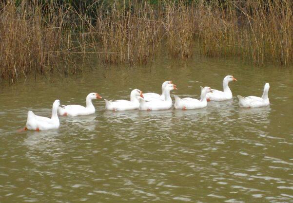 火星阁大白鹅 农村散养的绿色有机产品