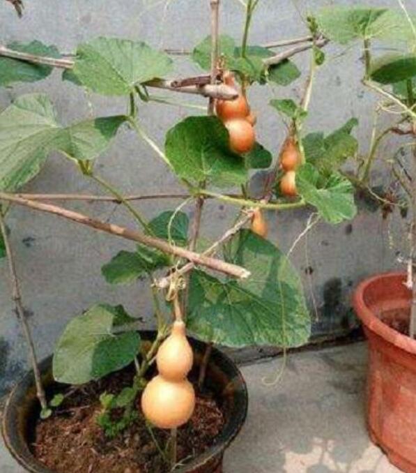 自家阳台也能种，4个步骤养出文玩葫芦