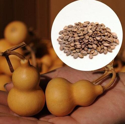 自家阳台也能种，4个步骤养出文玩葫芦