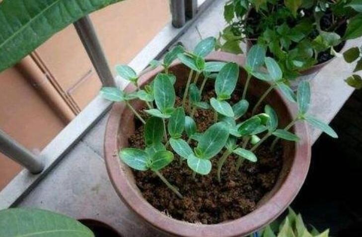 自家阳台也能种，4个步骤养出文玩葫芦