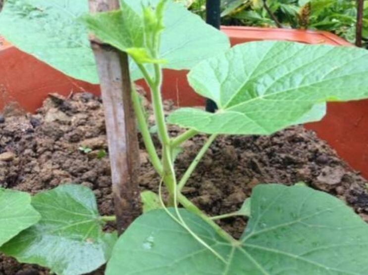 自家阳台也能种，4个步骤养出文玩葫芦