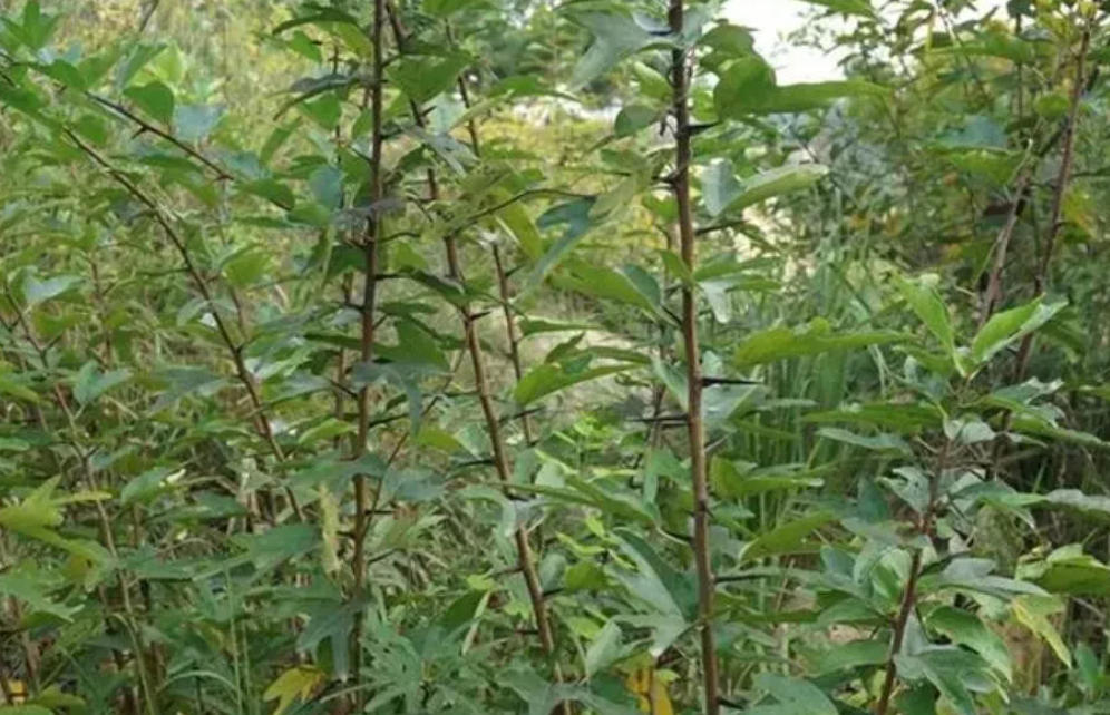 柘木为什么称为帝王之木？