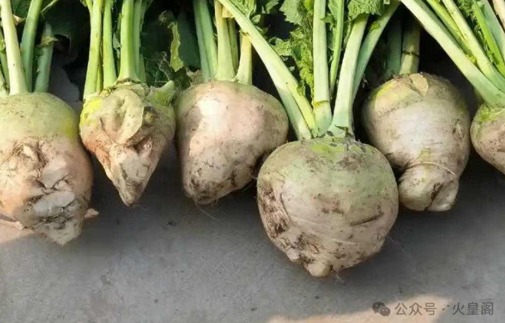 辣疙瘩 苤拉 傻傻分不清，植物专家教你来辨认