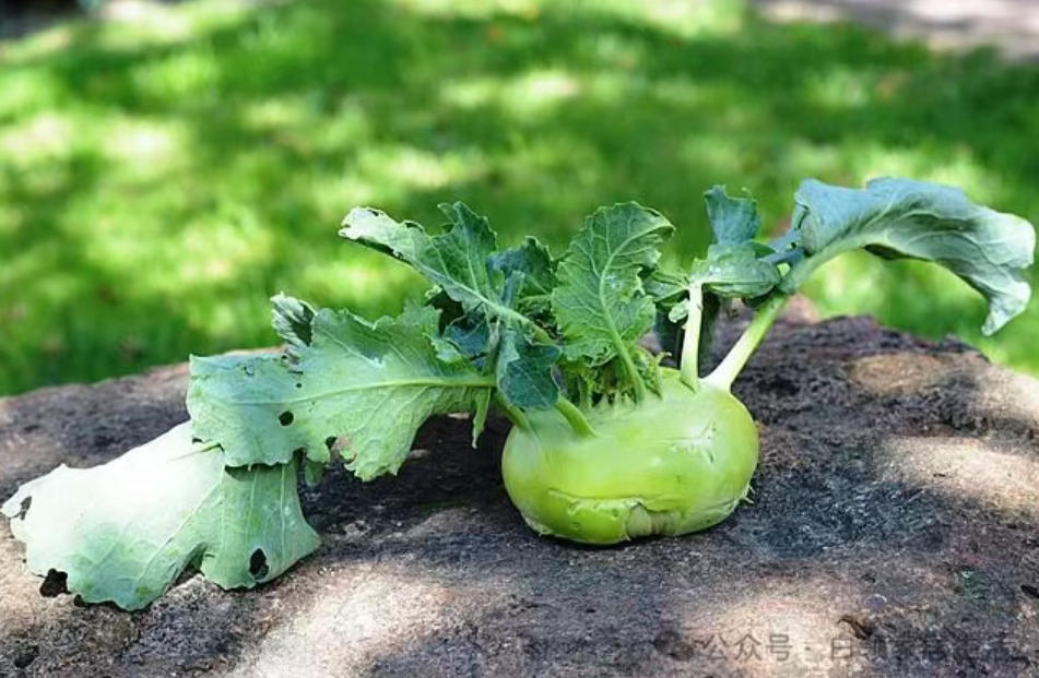 辣疙瘩 苤拉 傻傻分不清，植物专家教你来辨认