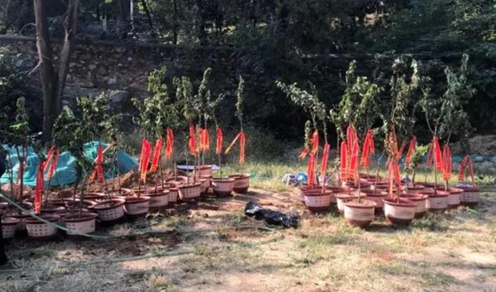 柘木为什么称为帝王之木？