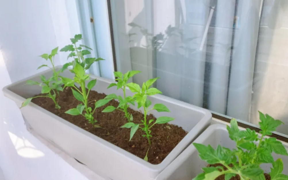 炎黄立命：刻在血脉里的农耕之魂