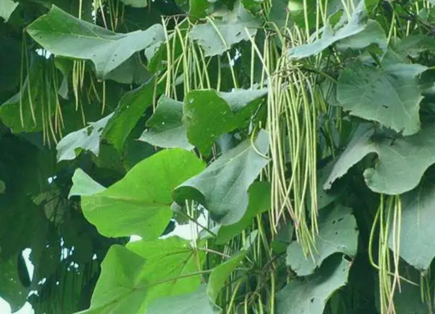 梓树的风水能量